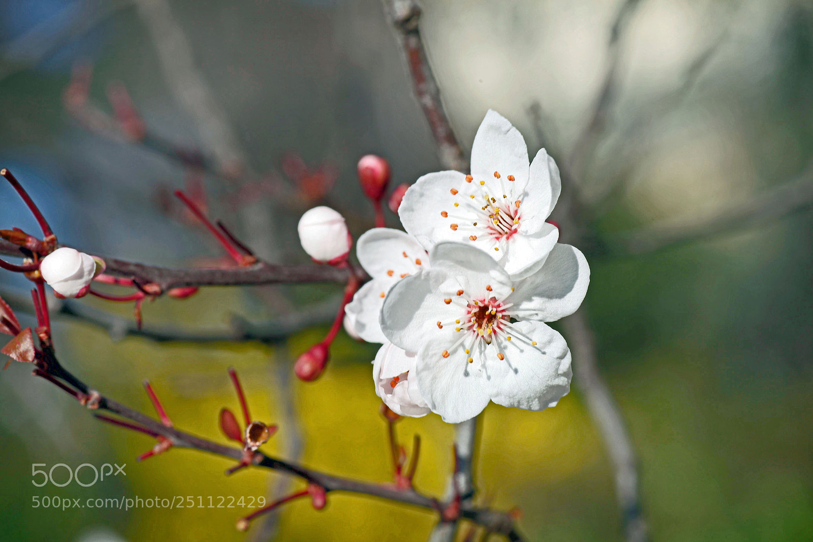 Canon EOS 5D Mark II sample photo. Spring photography