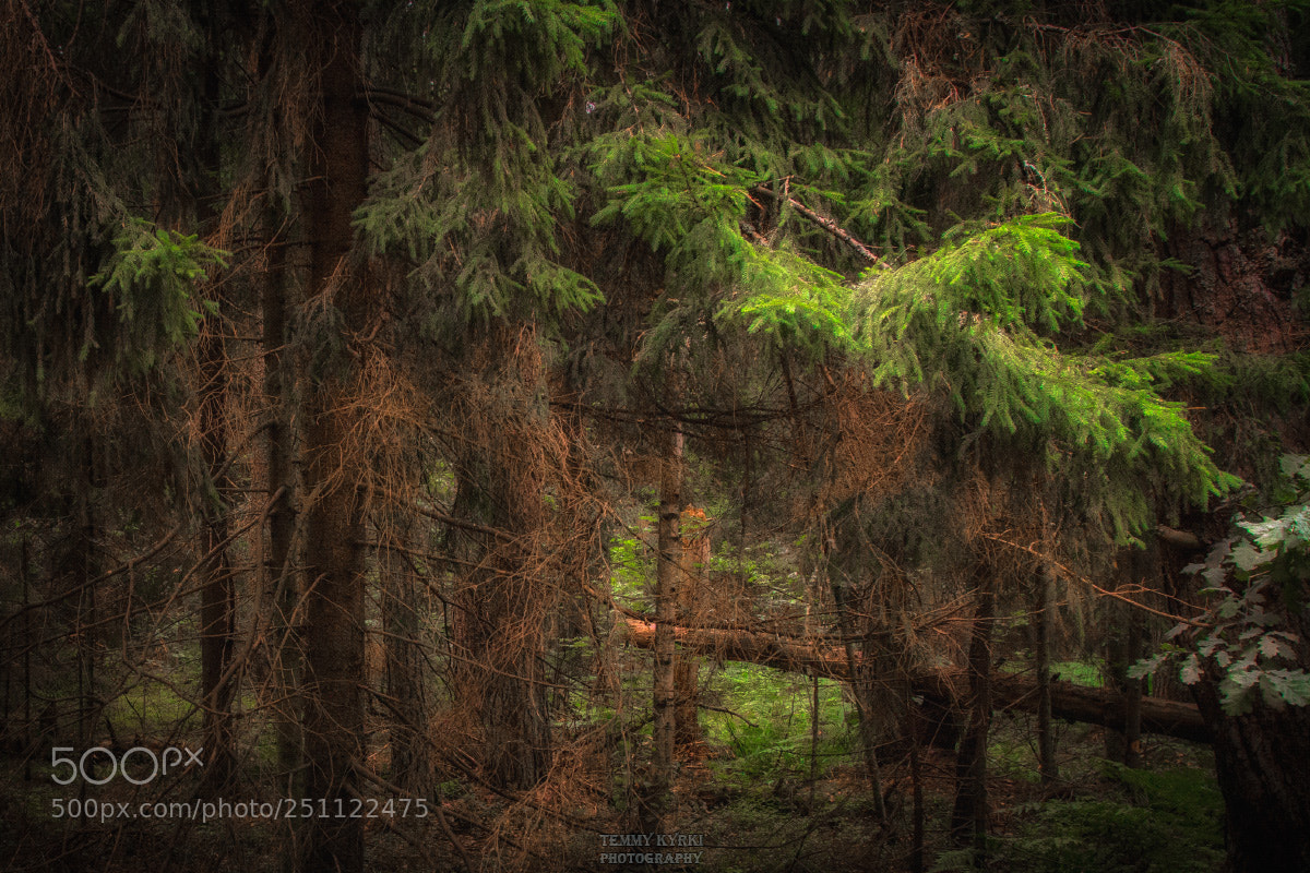Canon EOS 7D sample photo. Forest photography