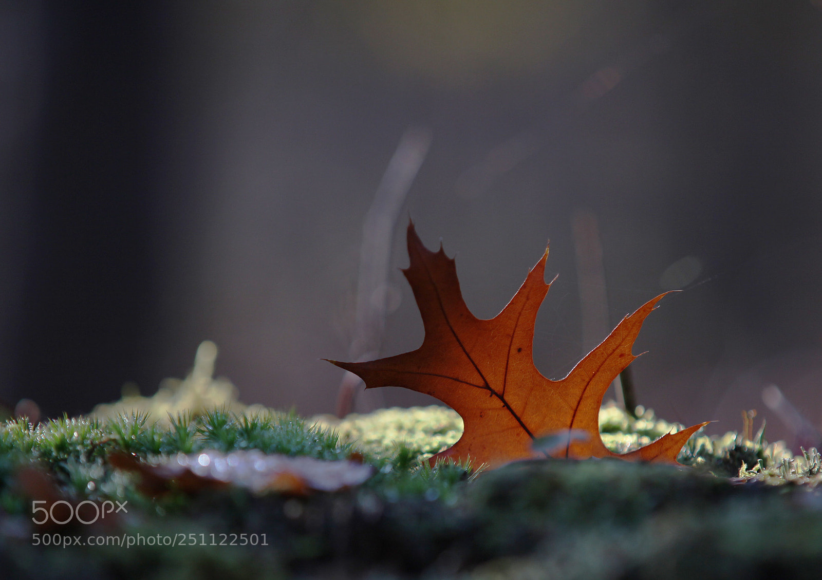 Canon EOS 5D Mark II sample photo. Autumn leaf photography