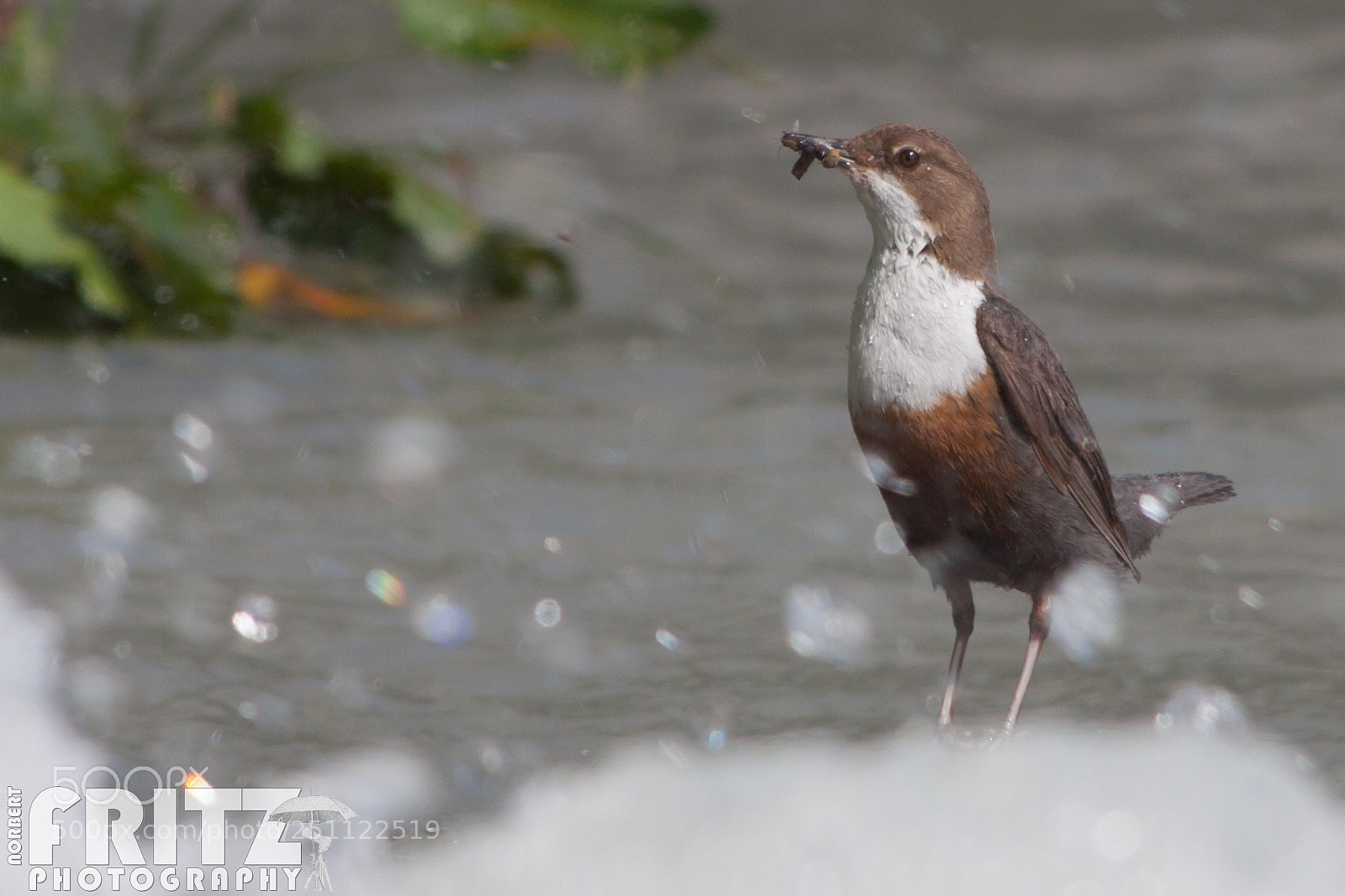 Canon EOS 50D sample photo. Wasseramsel am inn photography