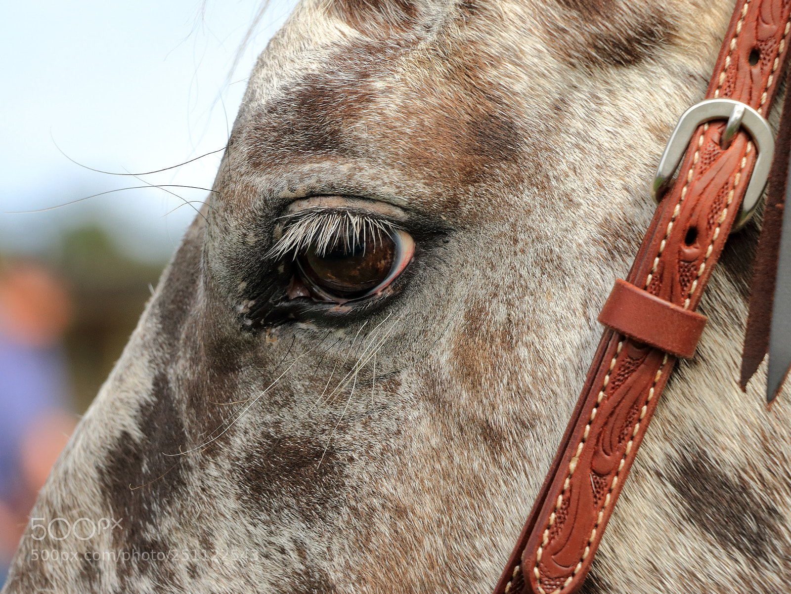 Canon EOS 70D sample photo. Eye see you . photography