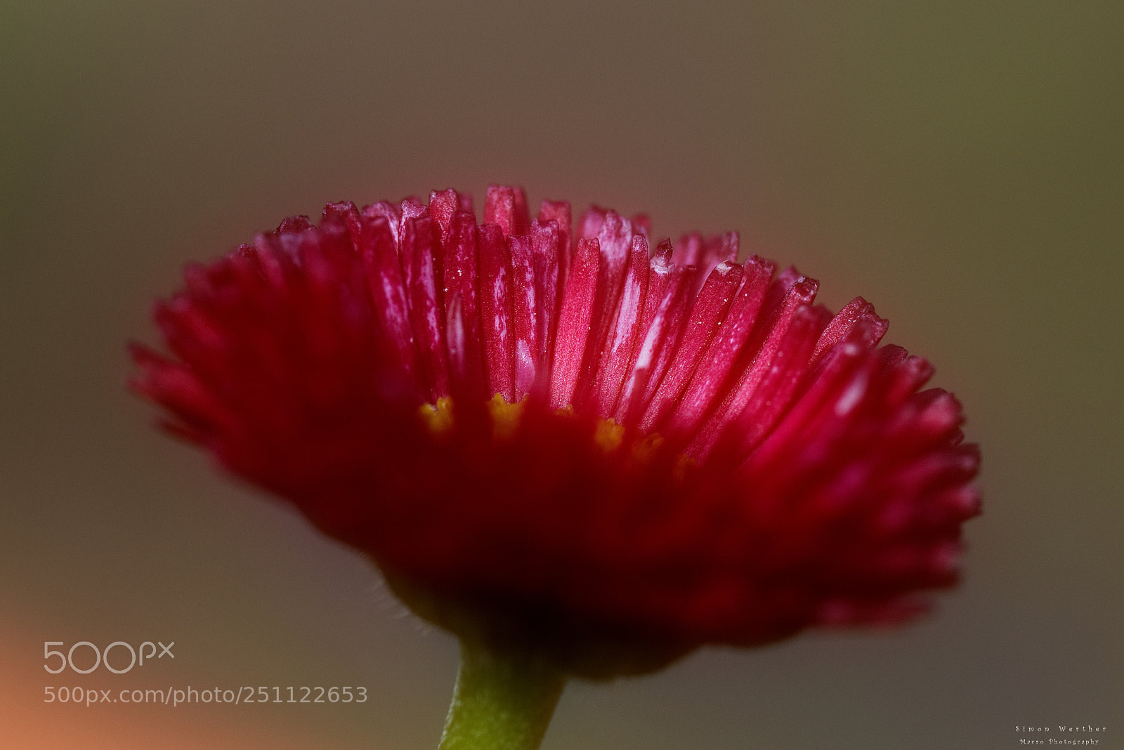 Nikon D5600 sample photo. Bellis perennis photography