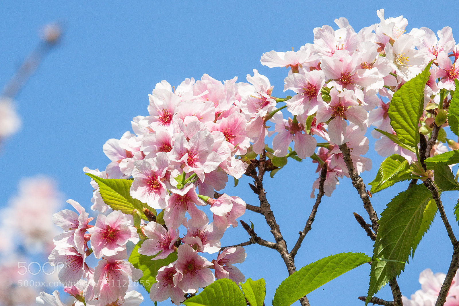 Canon EOS 50D sample photo. 櫻花 photography