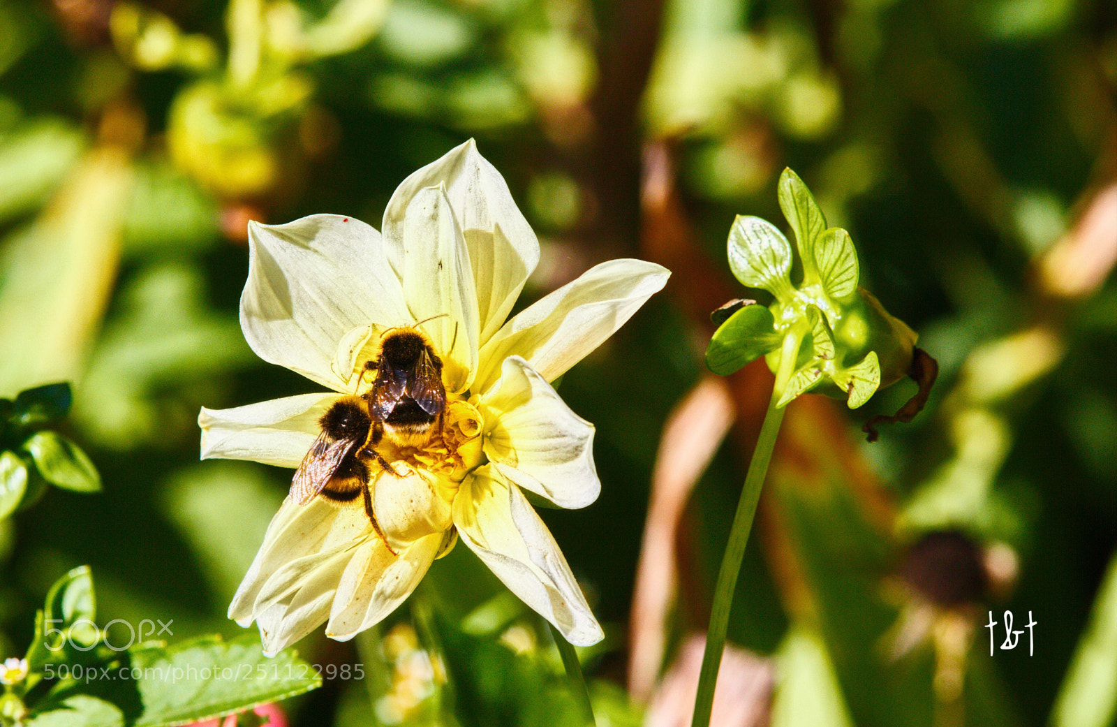 Canon EOS 7D sample photo. Untitled photography