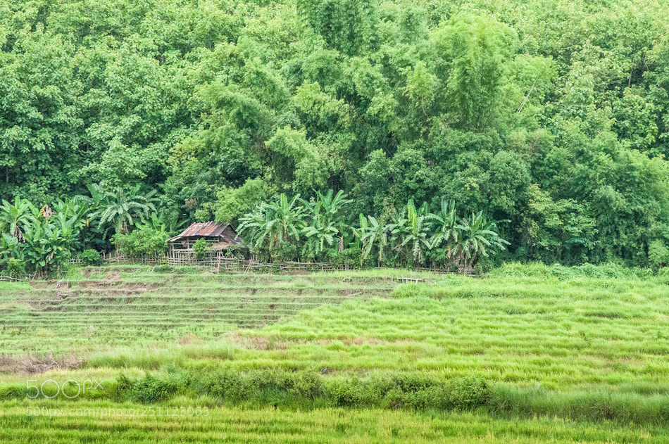 Nikon D90 sample photo. Jungle farm photography