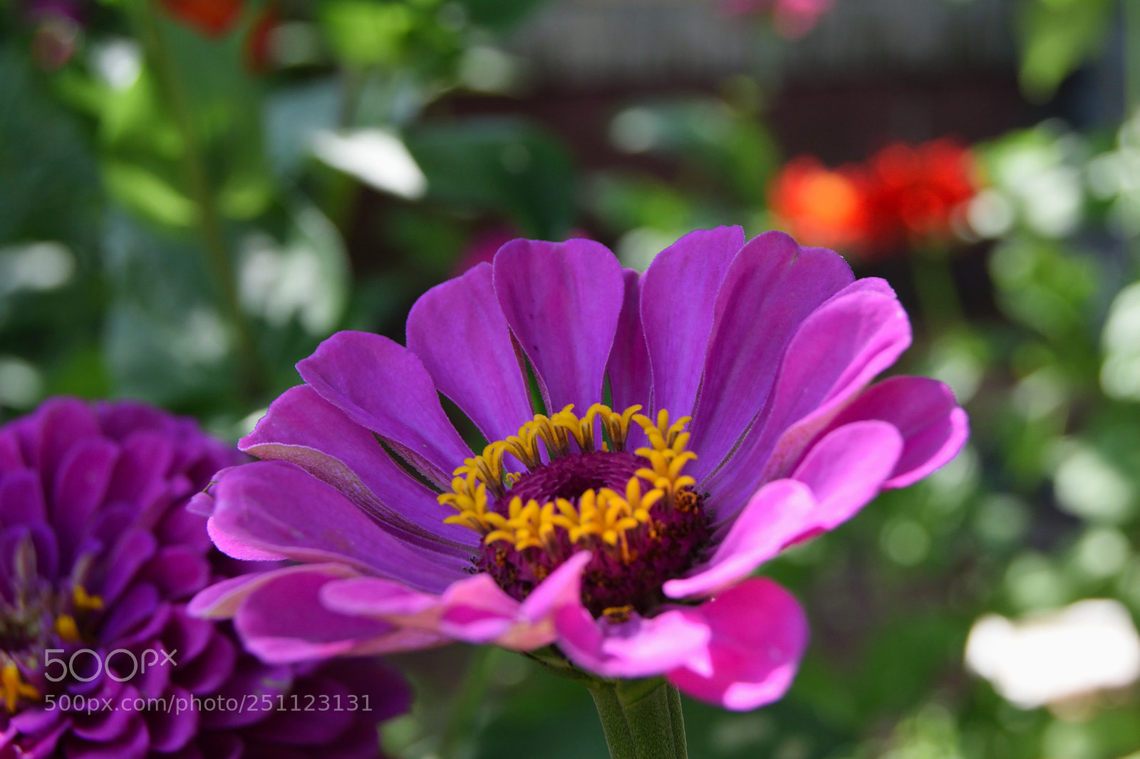 Nikon D3300 sample photo. Zinnia photography