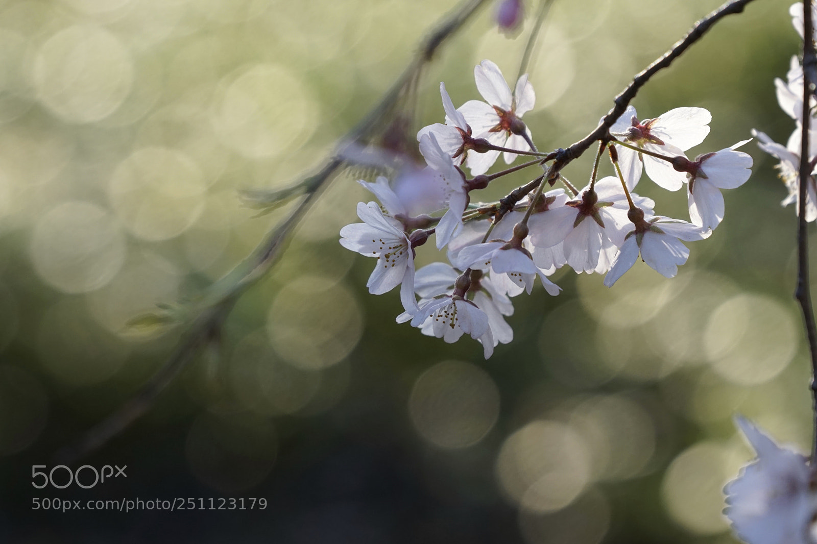 Sony a6000 sample photo. ☆*.｡ spring light ｡.*☆ photography
