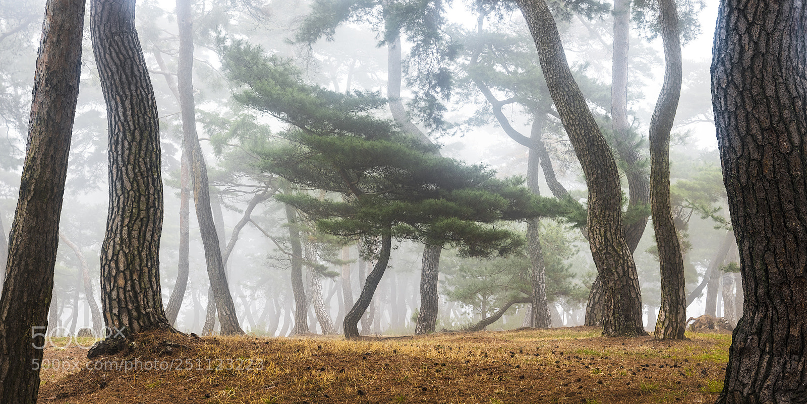 Nikon D810 sample photo. In the misty pine photography