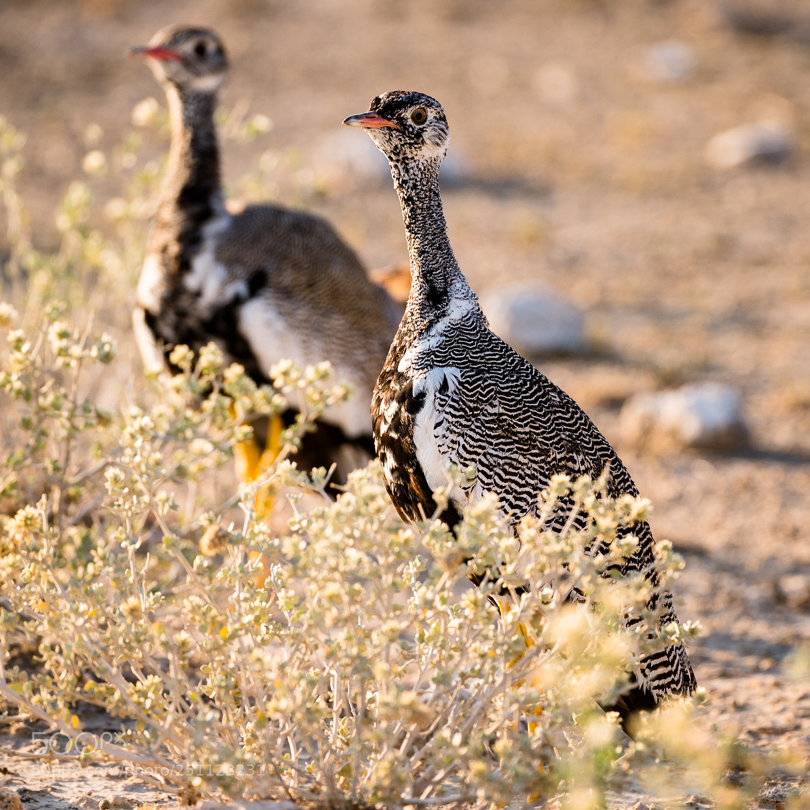 Nikon D4S sample photo. Northern black korhaan photography