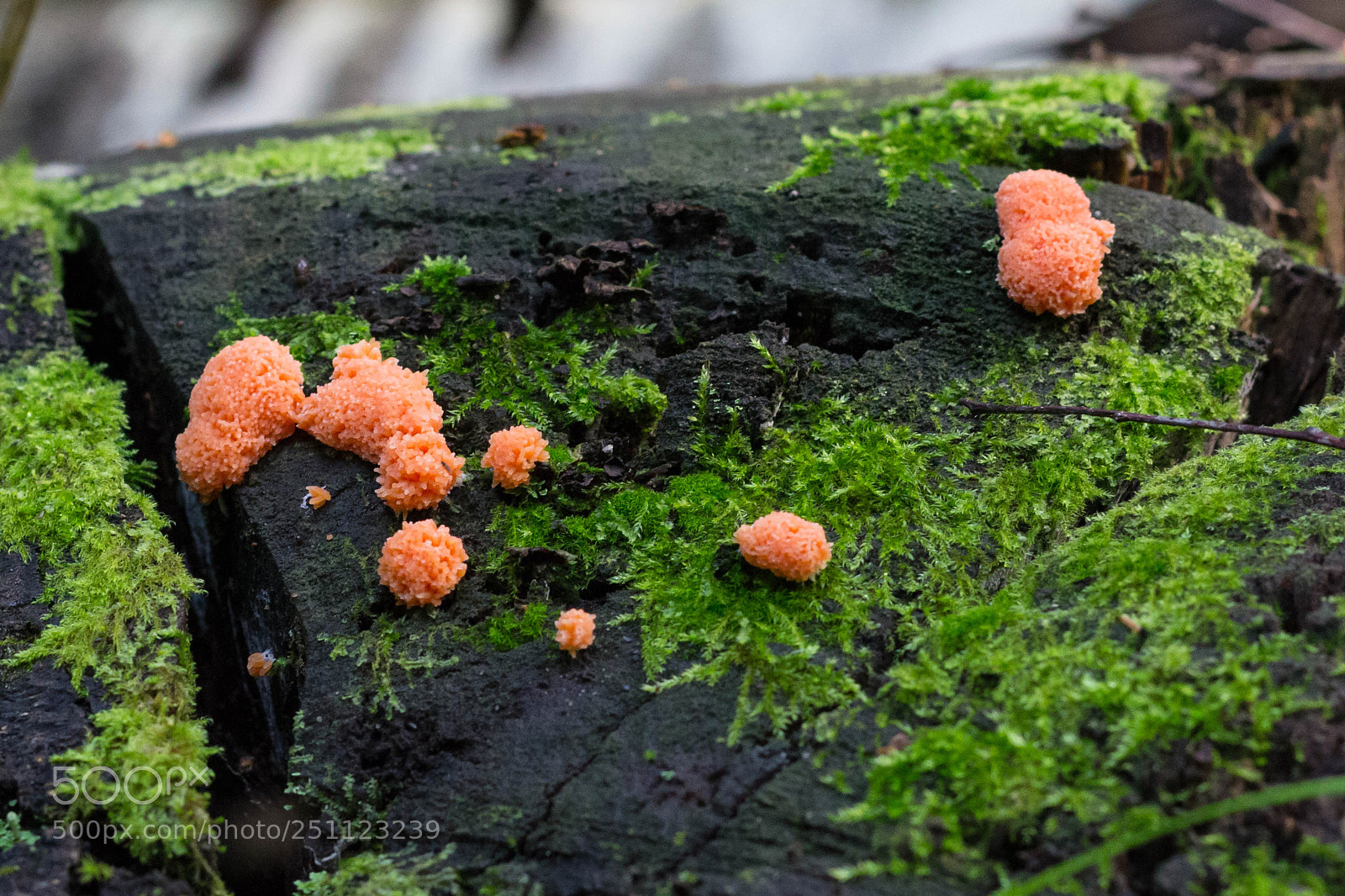 Canon EOS 600D (Rebel EOS T3i / EOS Kiss X5) sample photo. Lycogala epidendrum photography
