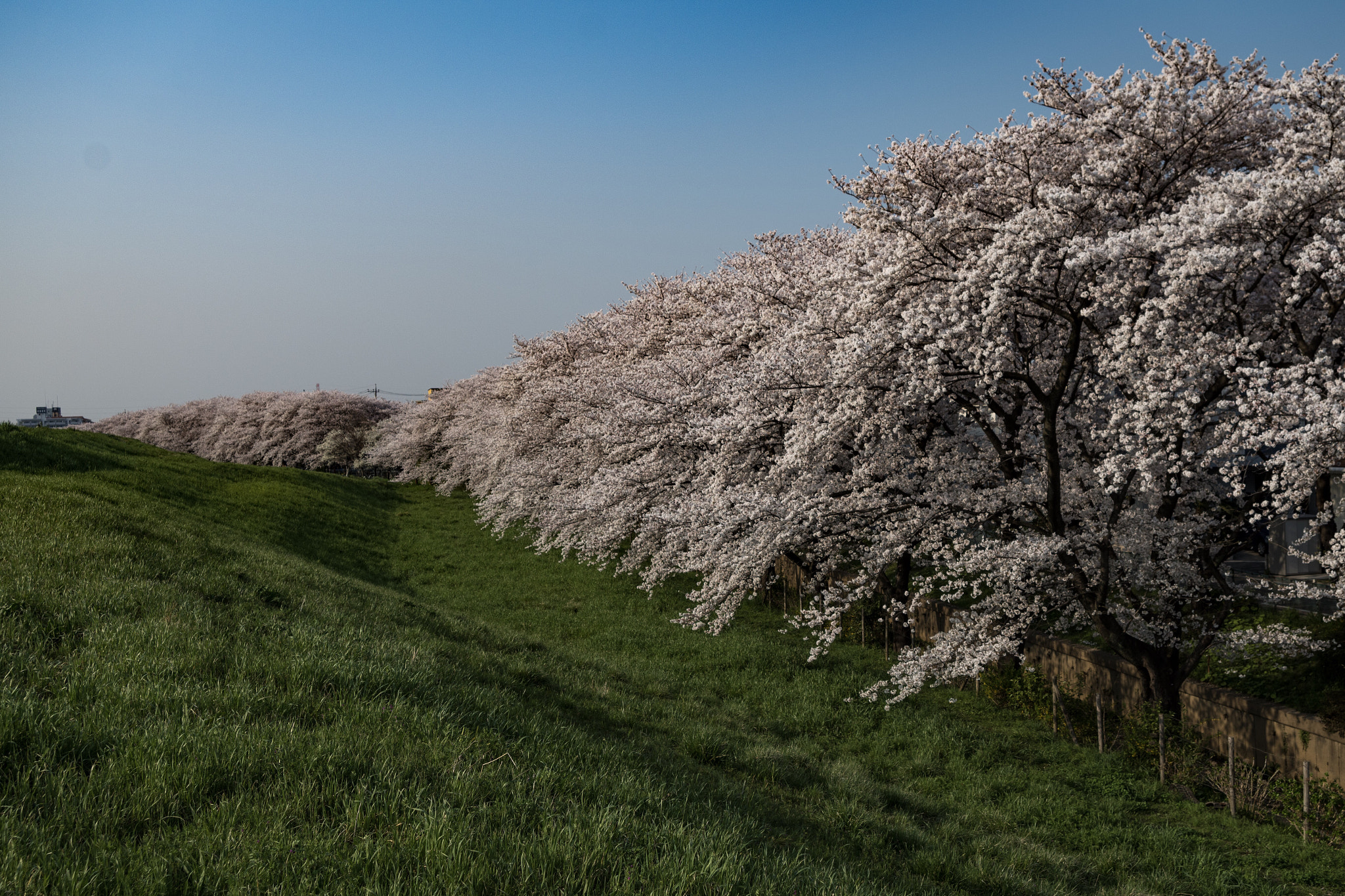 Pentax K-S1 sample photo. Big wave of cherry blossoms photography