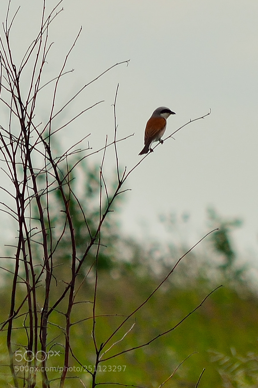 Nikon D5200 sample photo. Bird photography