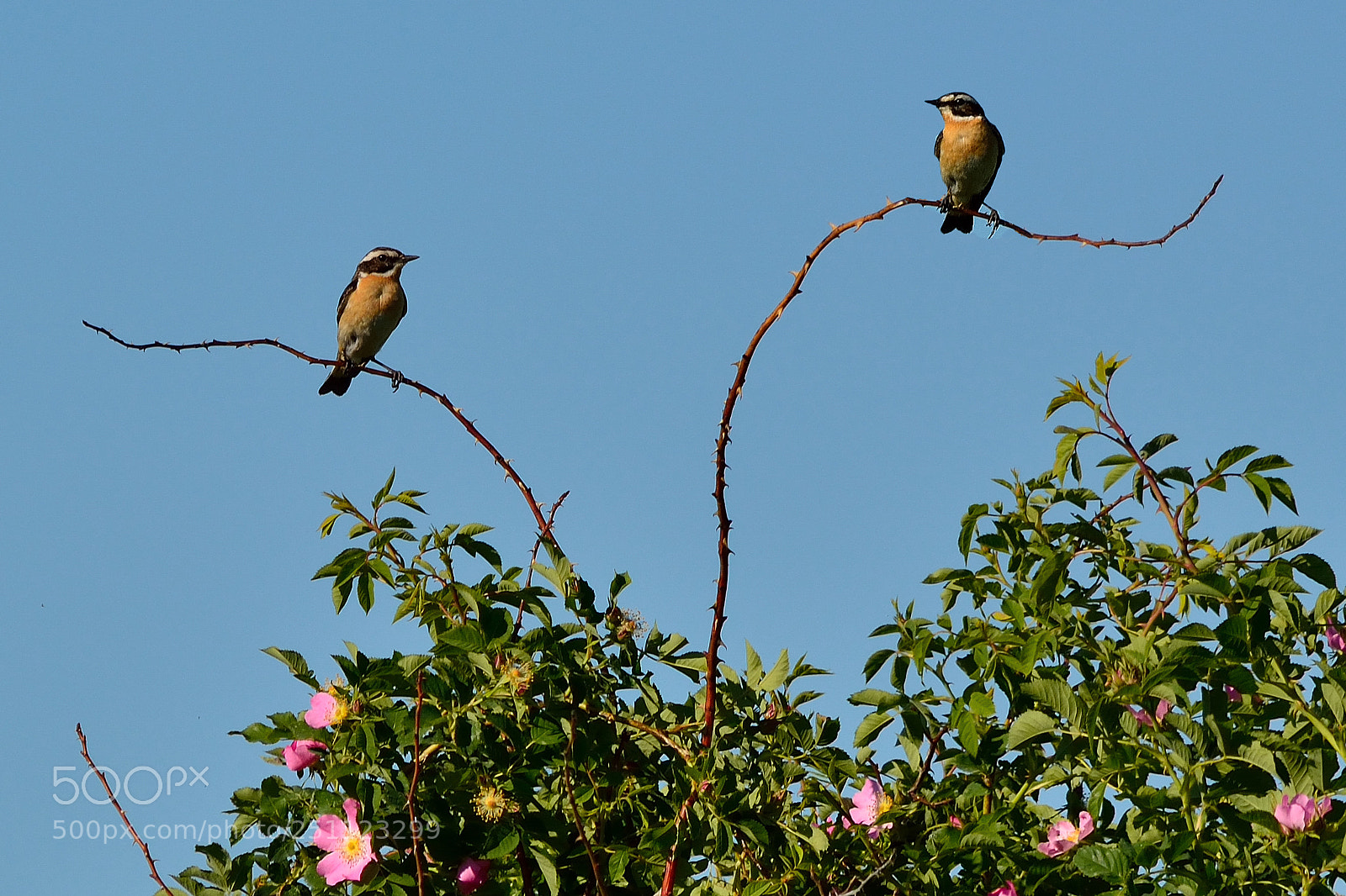 Nikon D5200 sample photo. Bird photography