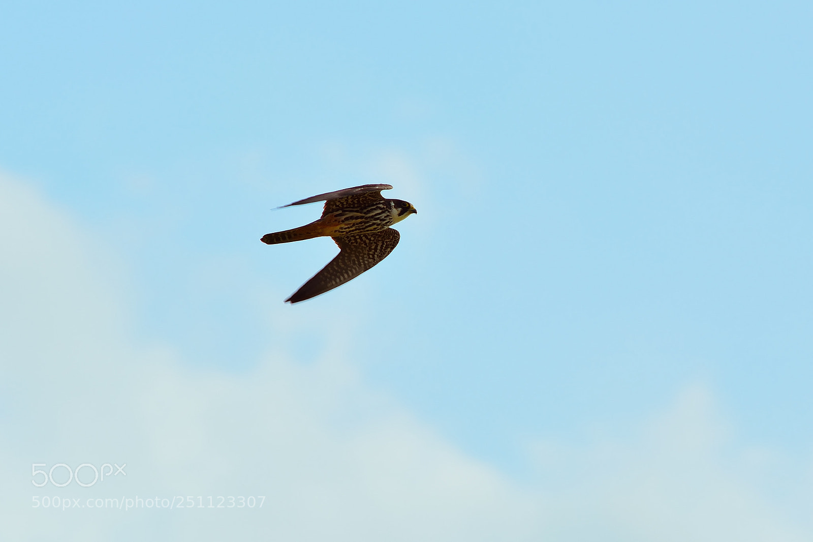 Nikon D5200 sample photo. Bird photography