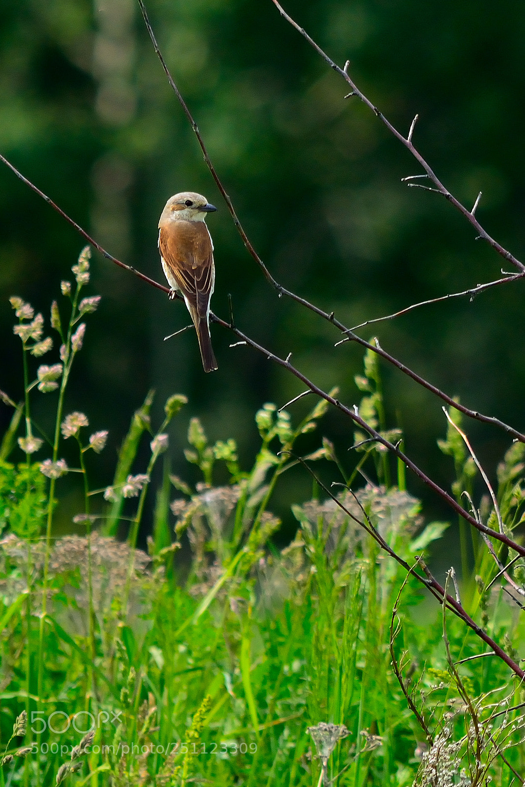 Nikon D5200 sample photo. Bird photography