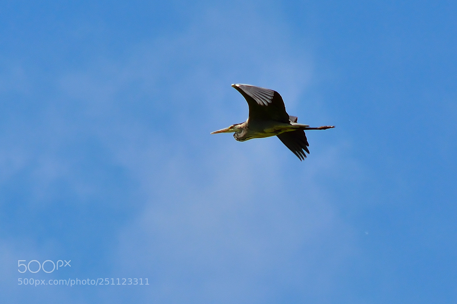 Nikon D5200 sample photo. Bird photography
