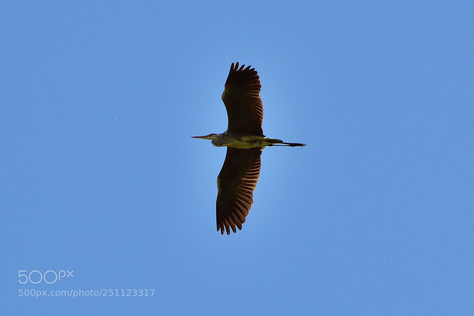 Nikon D5200 sample photo. Bird photography