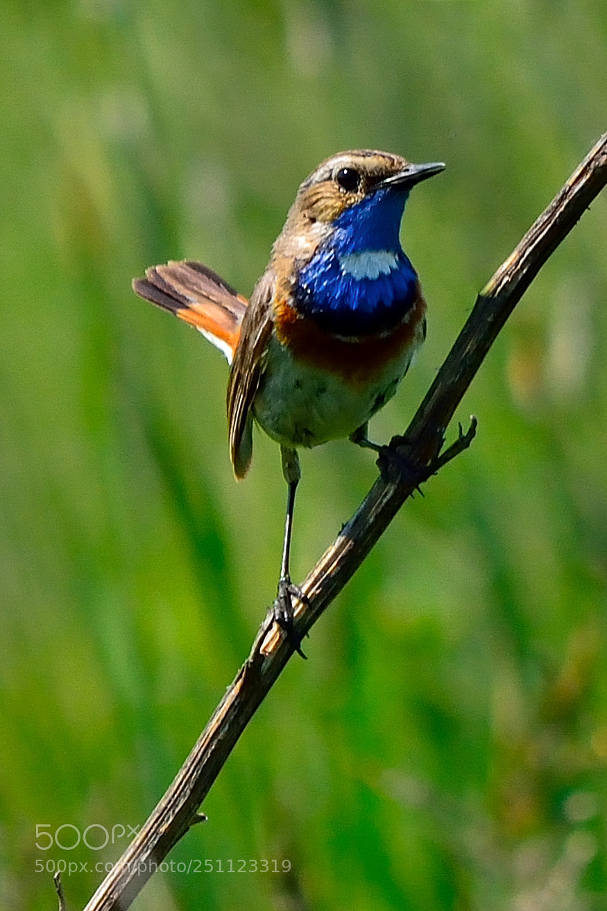 Nikon D5200 sample photo. Bird photography
