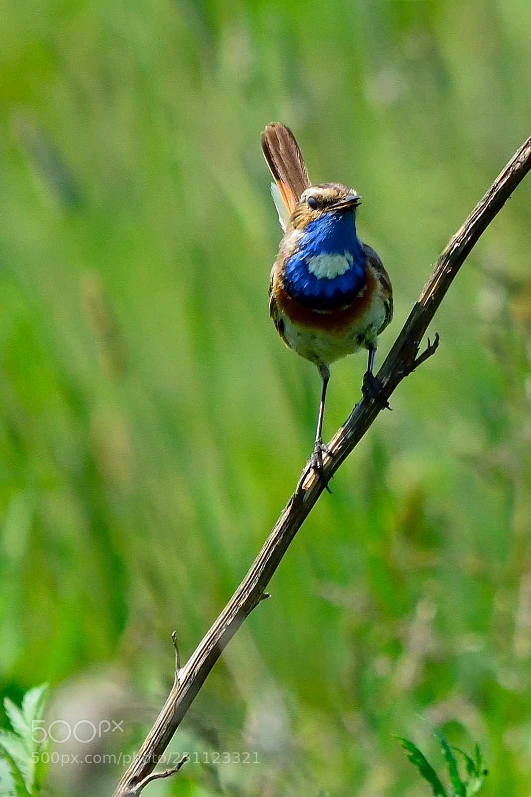 Nikon D5200 sample photo. Bird photography
