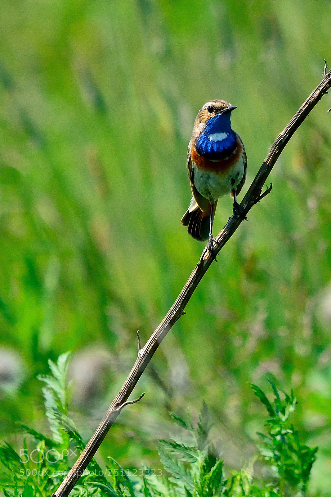 Nikon D5200 sample photo. Bird photography