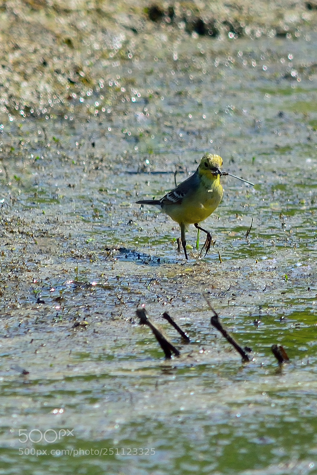 Nikon D5200 sample photo. Bird photography