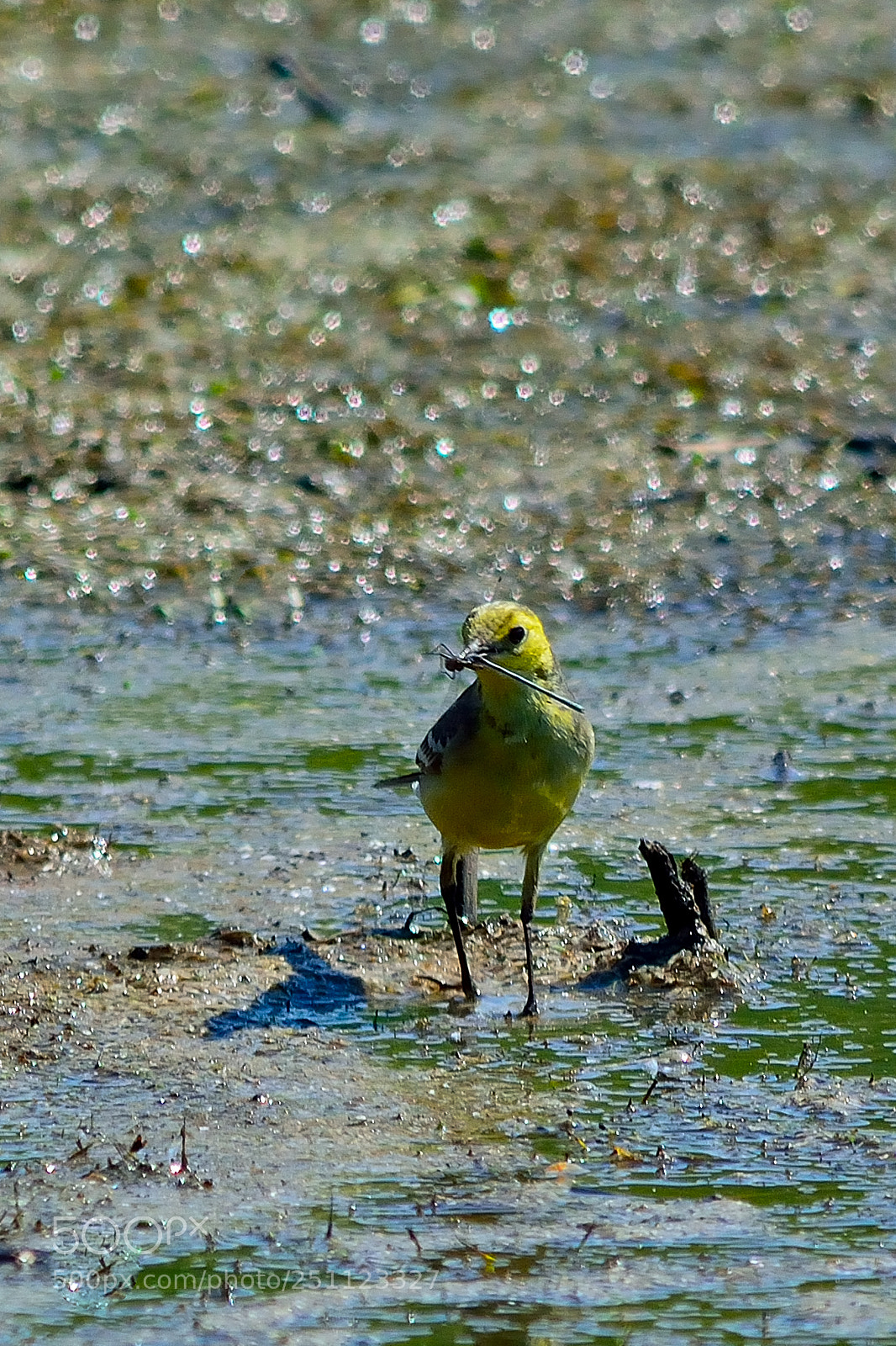 Nikon D5200 sample photo. Bird photography
