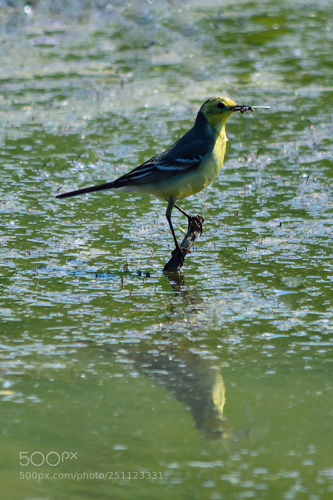 Nikon D5200 sample photo. Bird photography