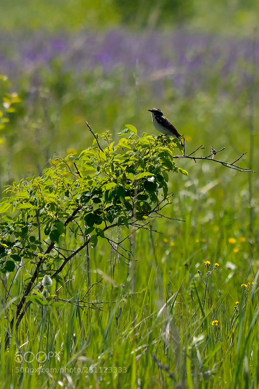Nikon D5200 sample photo. Bird photography