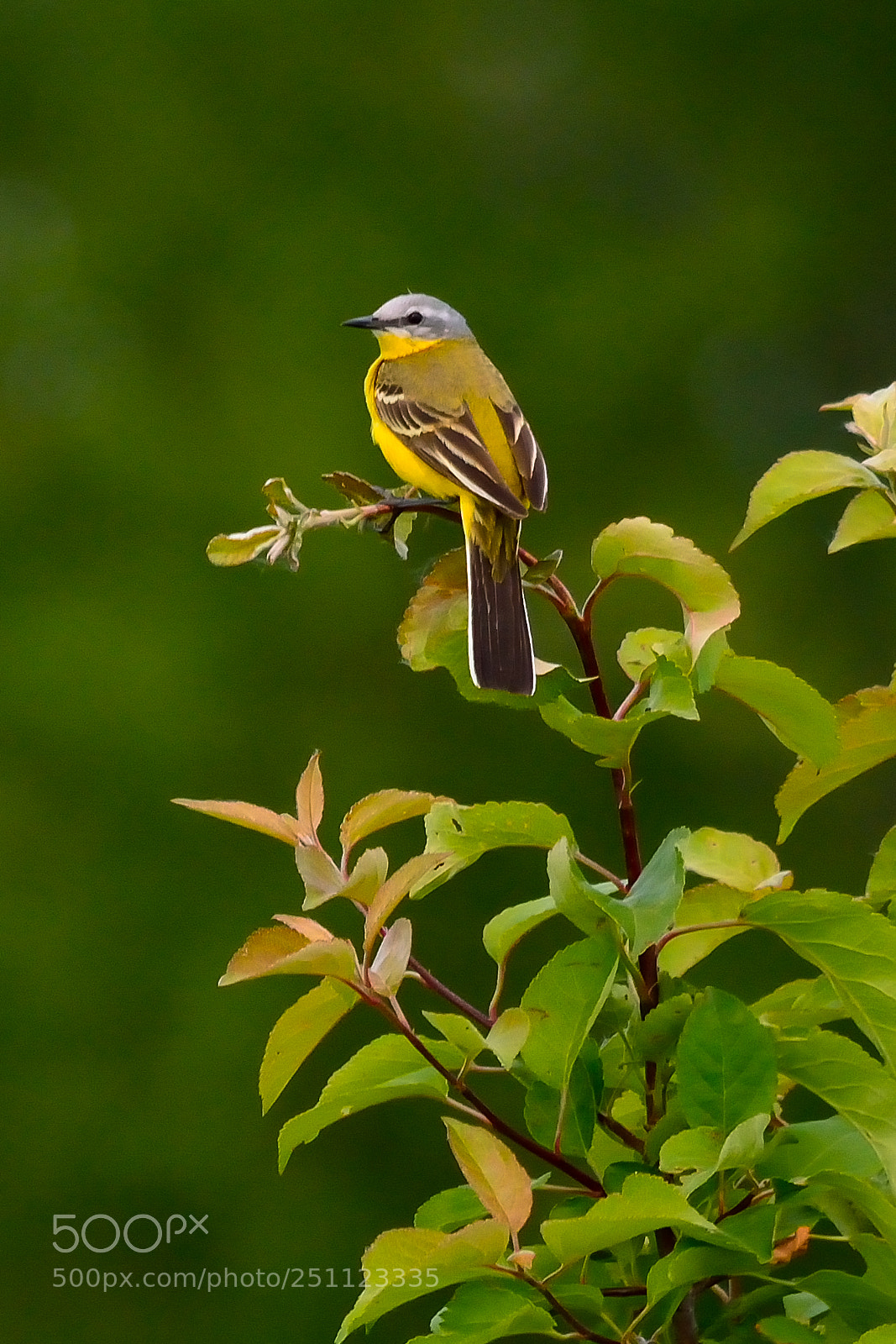 Nikon D5200 sample photo. Bird photography
