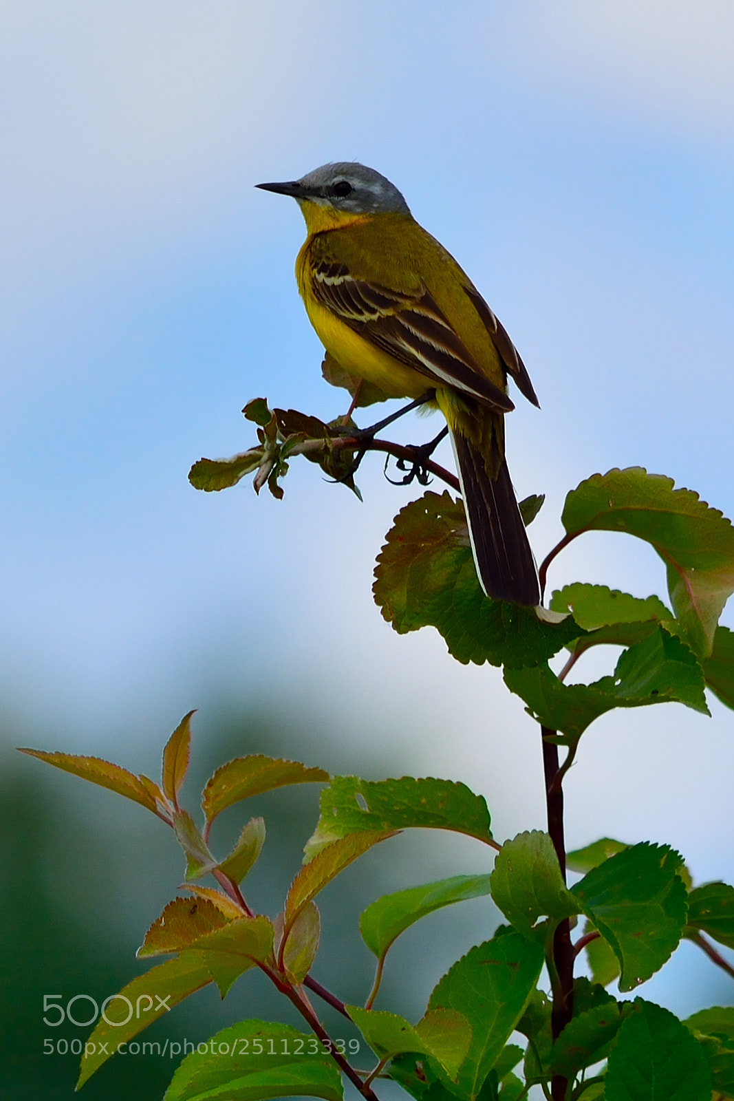 Nikon D5200 sample photo. Bird photography