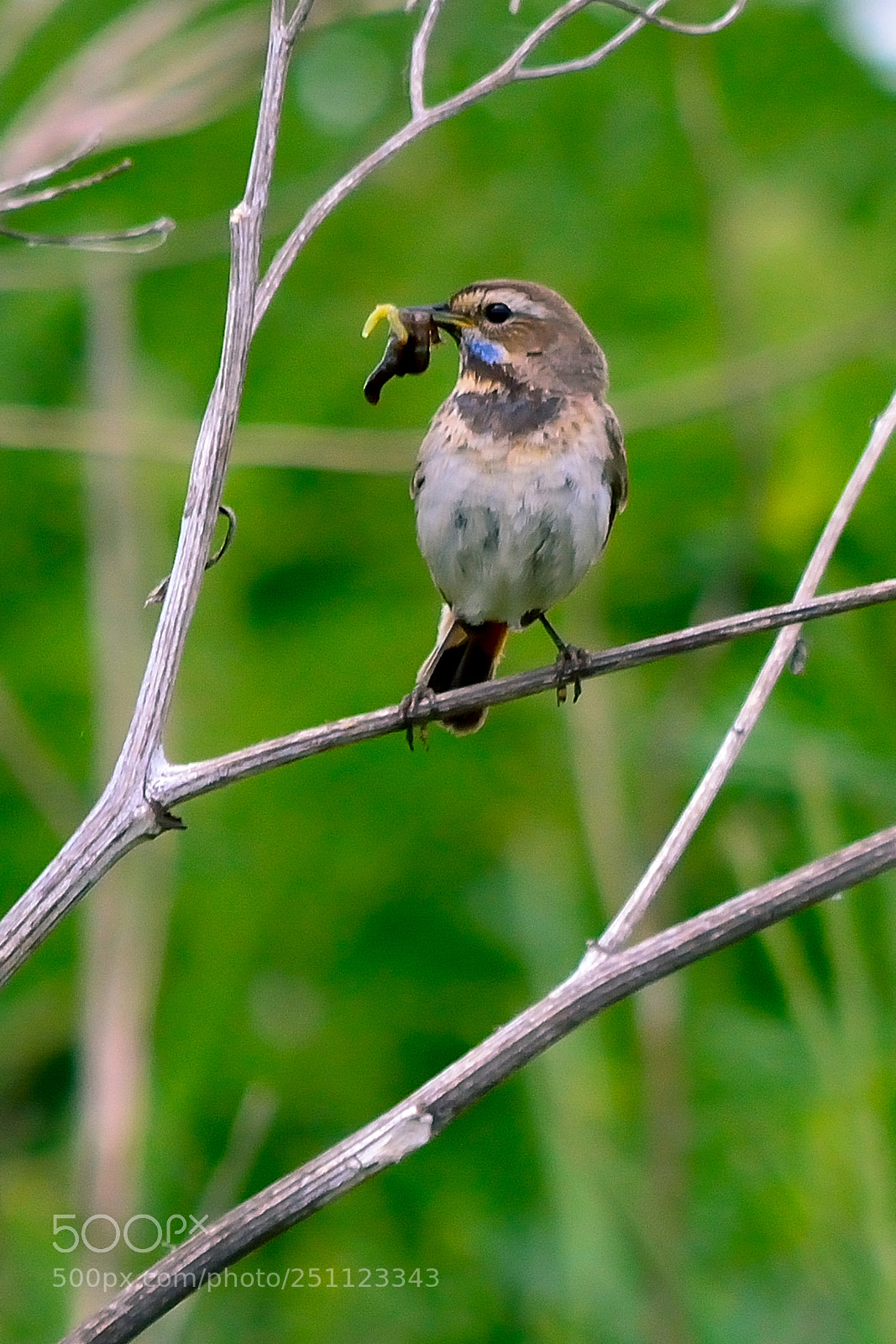 Nikon D5200 sample photo. Bird photography