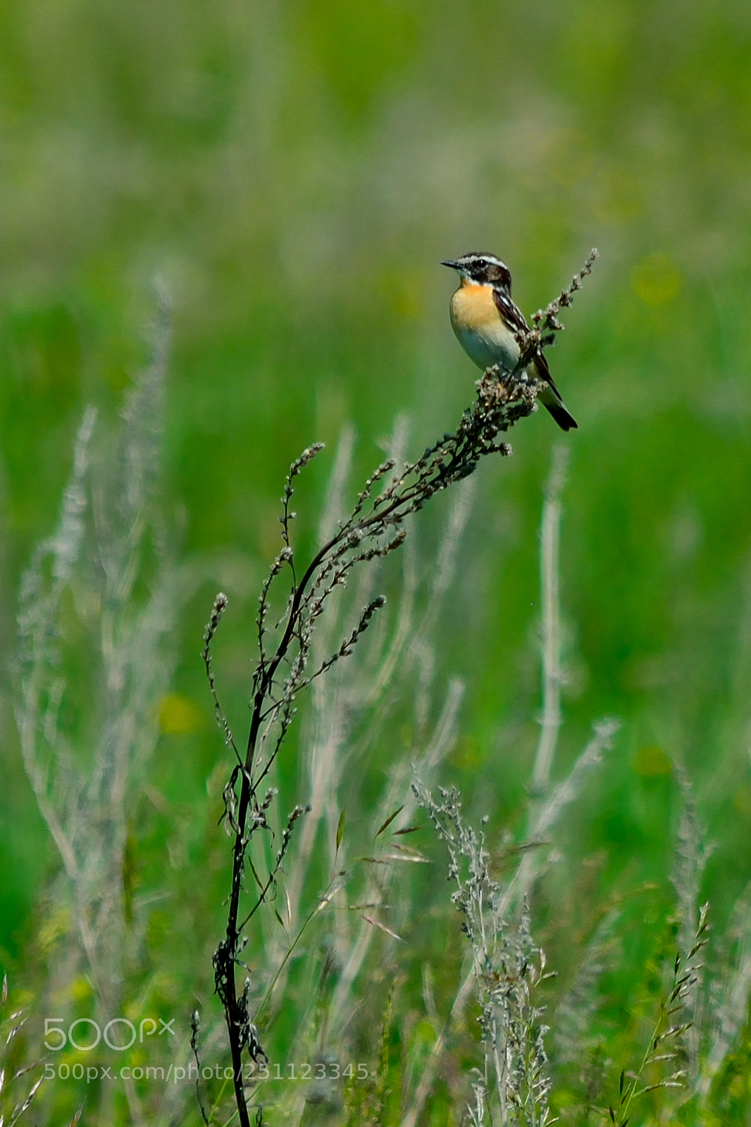 Nikon D5200 sample photo. Bird photography