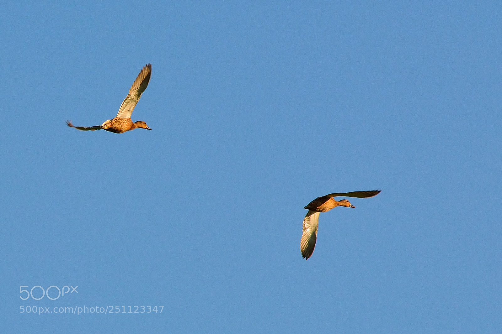 Nikon D5200 sample photo. Bird photography