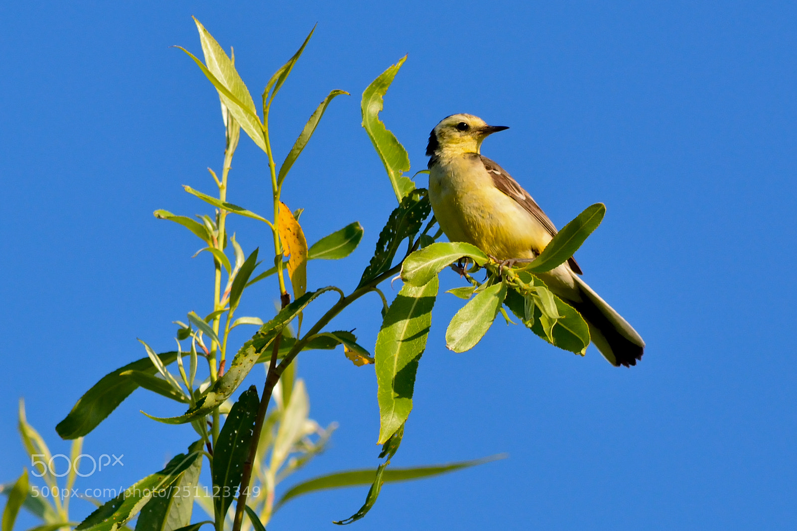 Nikon D5200 sample photo. Bird photography