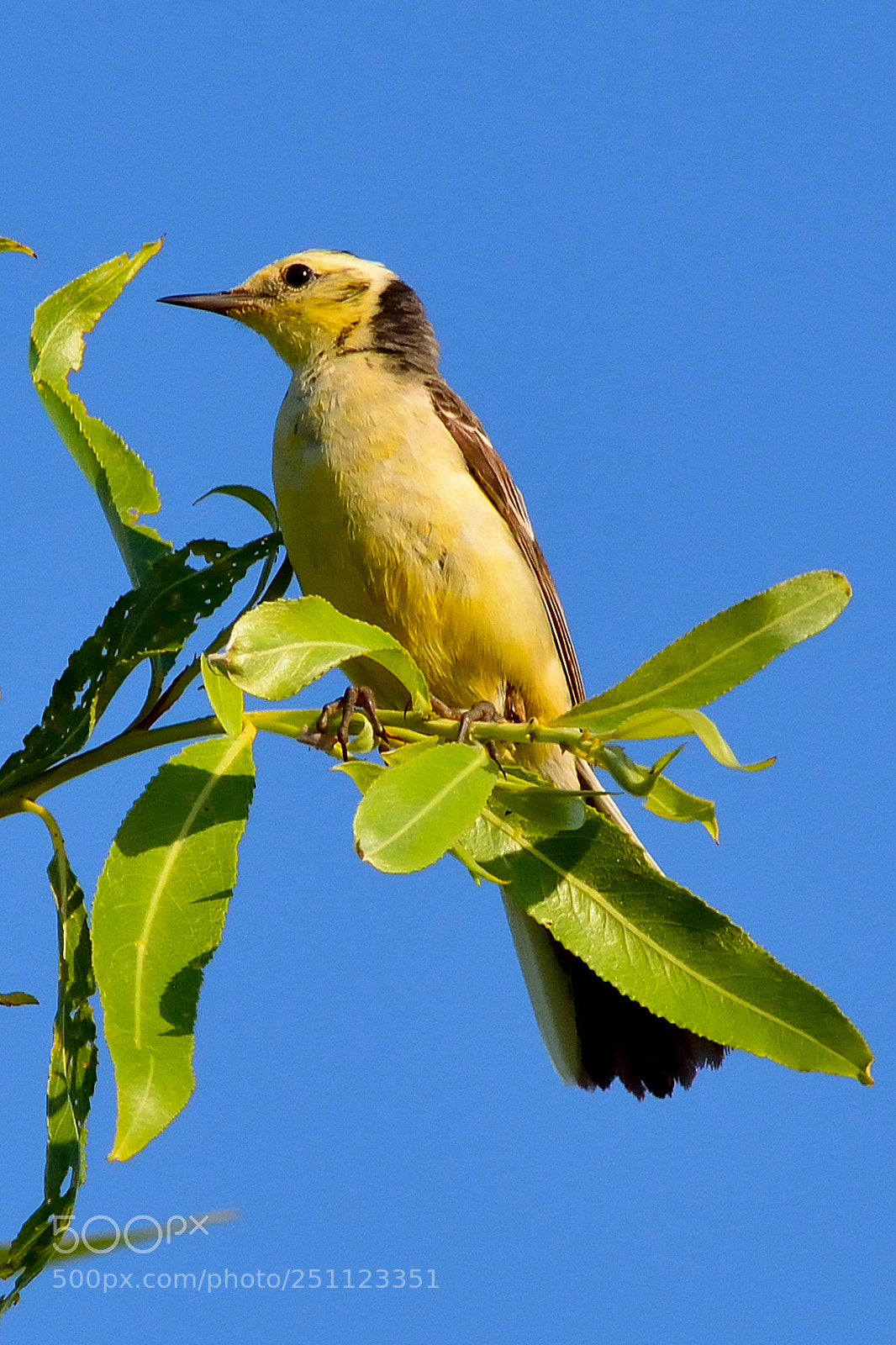 Nikon D5200 sample photo. Bird photography