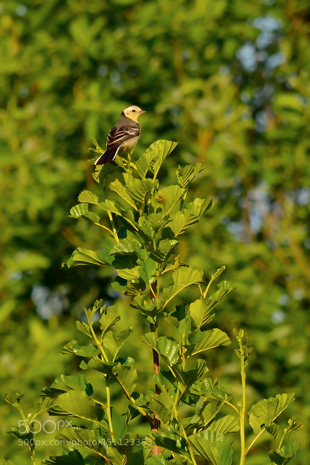 Nikon D5200 sample photo. Bird photography
