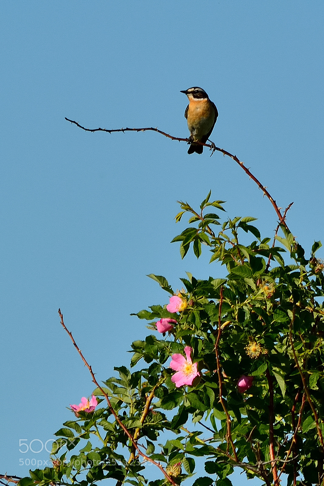 Nikon D5200 sample photo. Bird photography