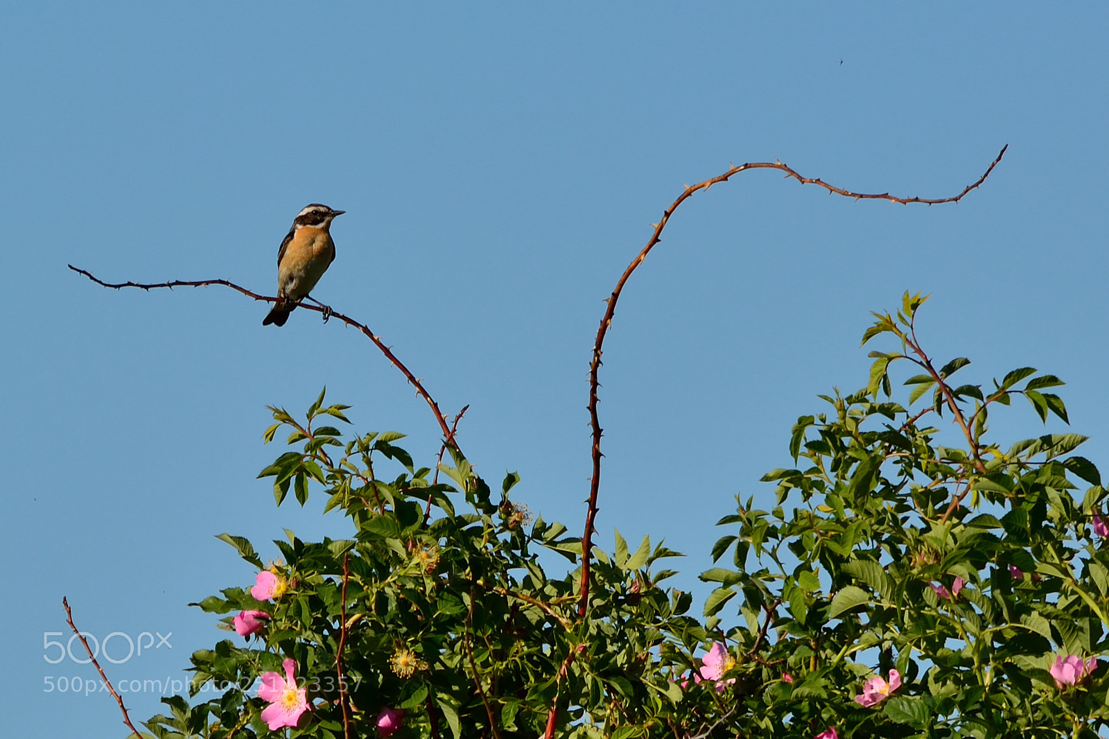 Nikon D5200 sample photo. Bird photography