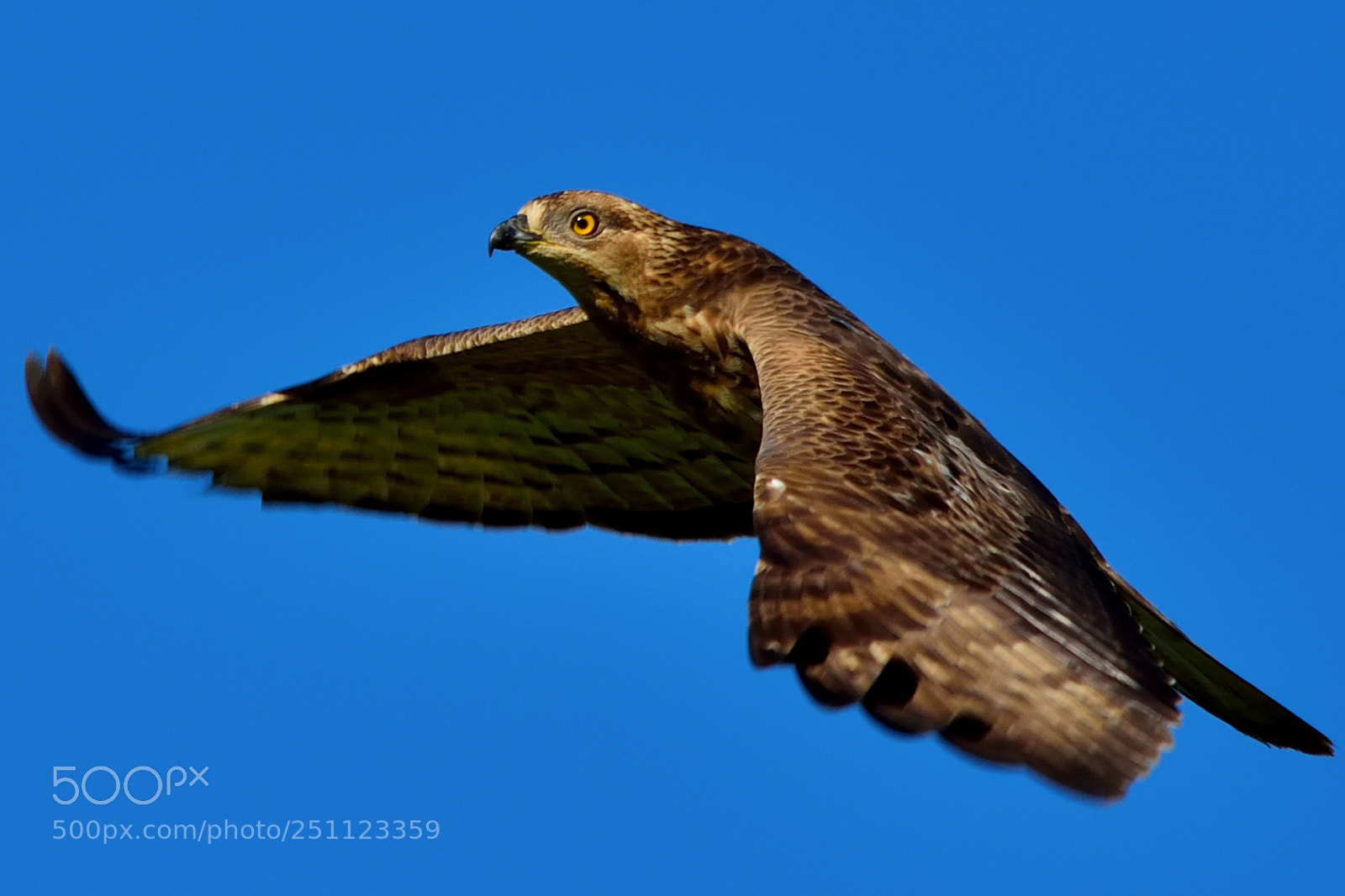 Nikon D5200 sample photo. Bird photography
