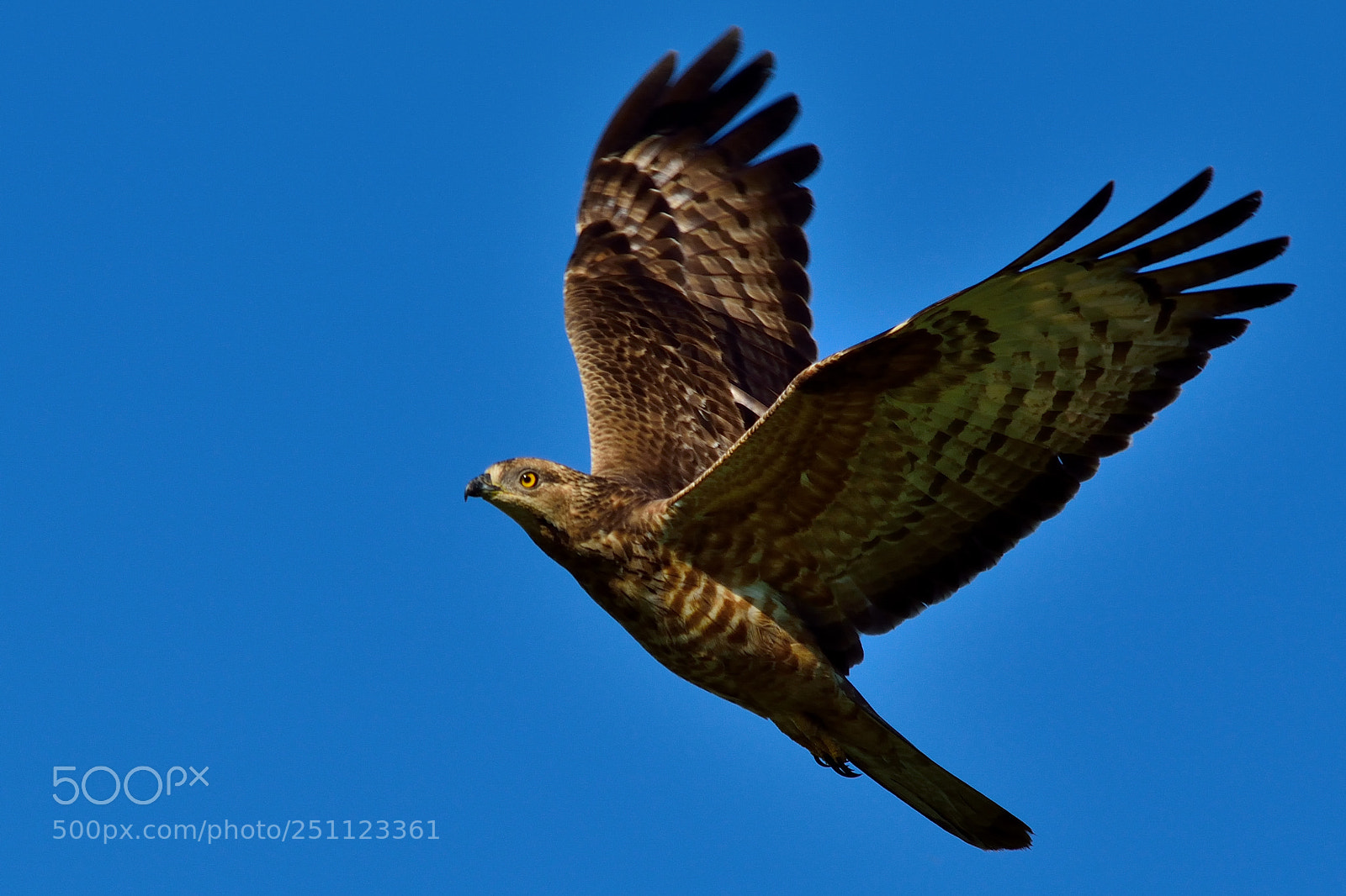 Nikon D5200 sample photo. Bird photography