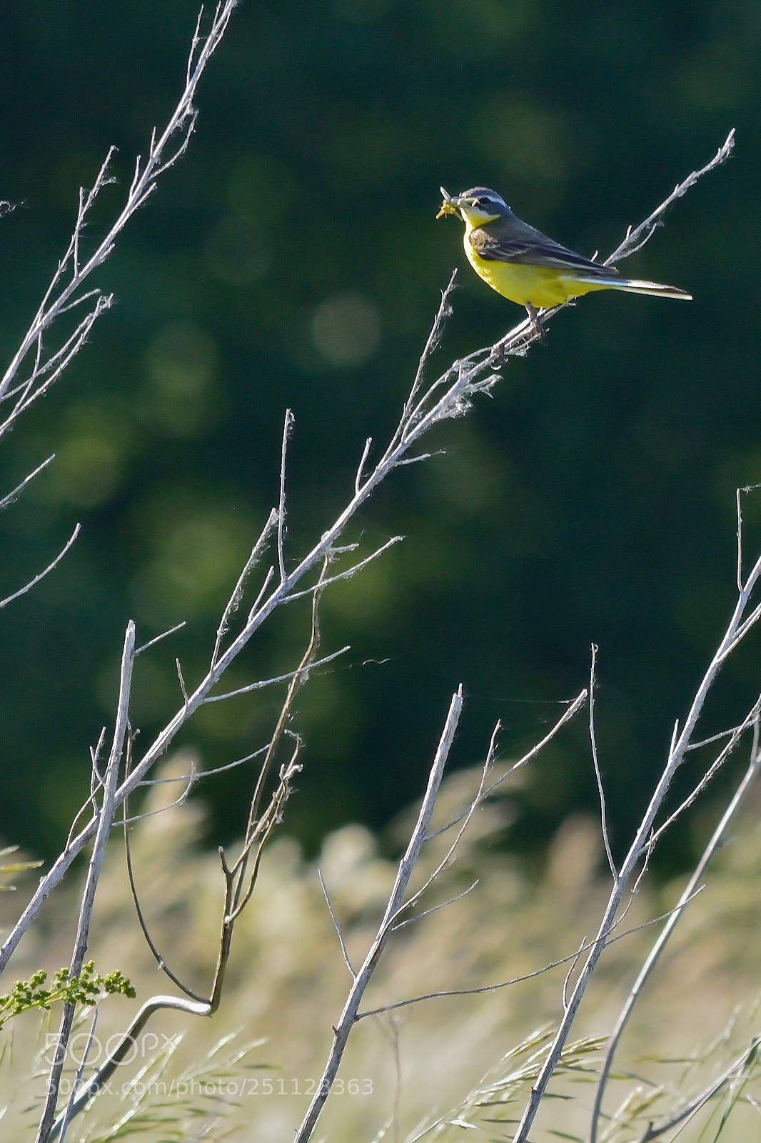 Nikon D5200 sample photo. Bird photography