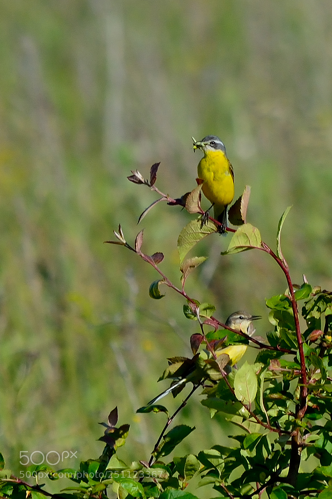 Nikon D5200 sample photo. Bird photography