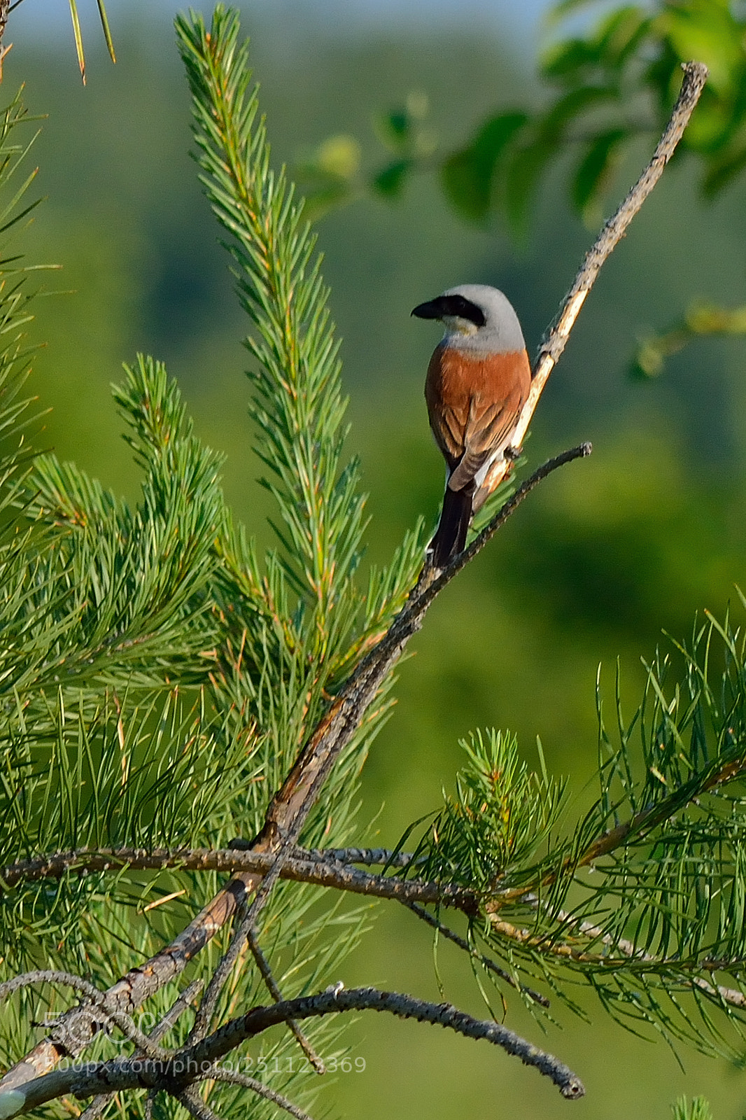 Nikon D5200 sample photo. Bird photography