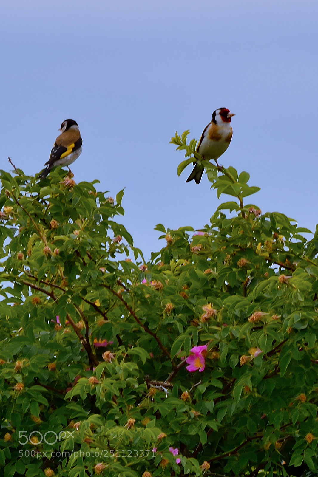 Nikon D5200 sample photo. Bird photography