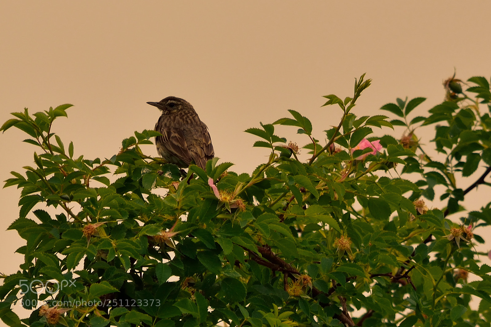 Nikon D5200 sample photo. Bird photography