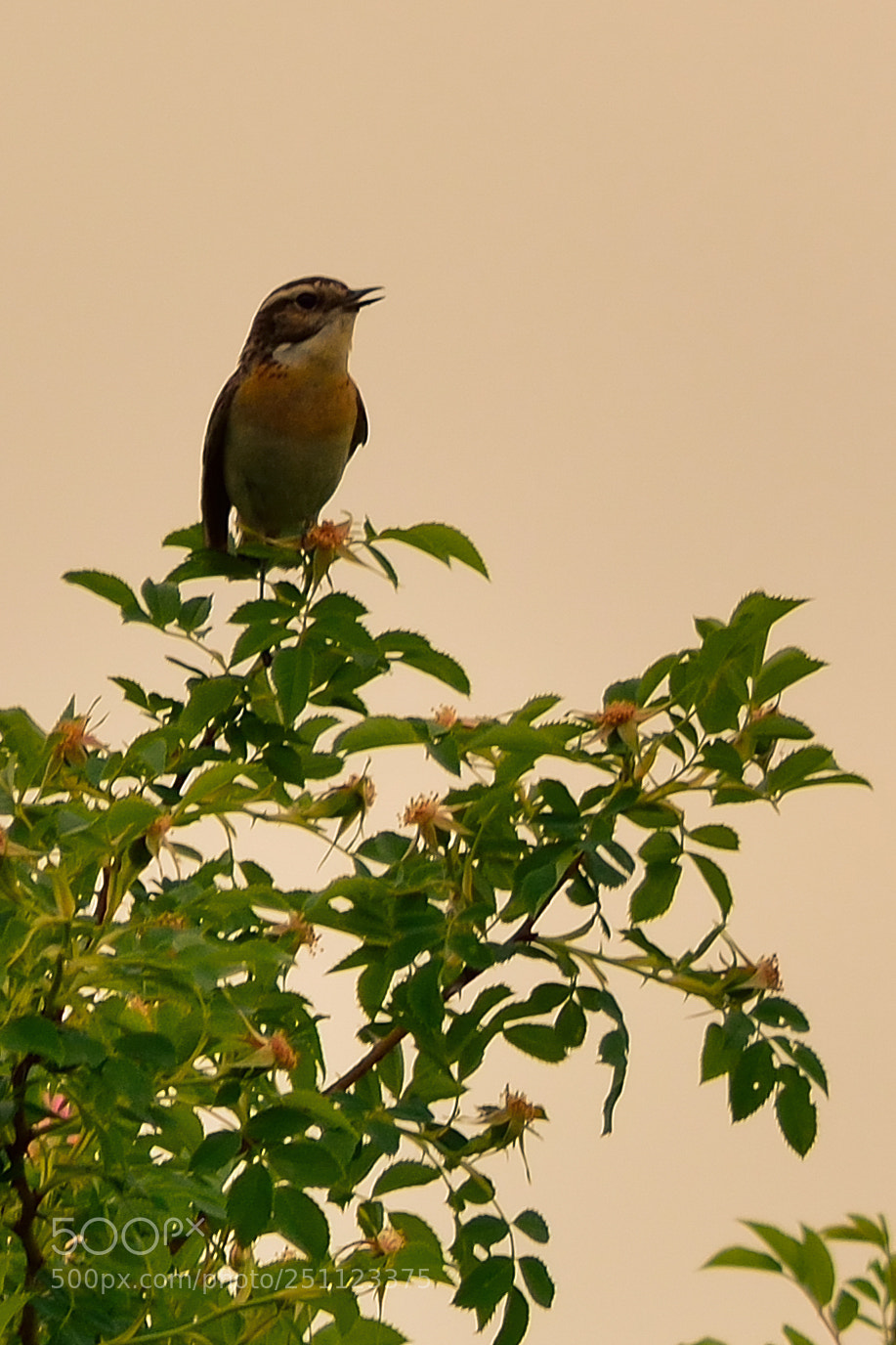 Nikon D5200 sample photo. Bird photography