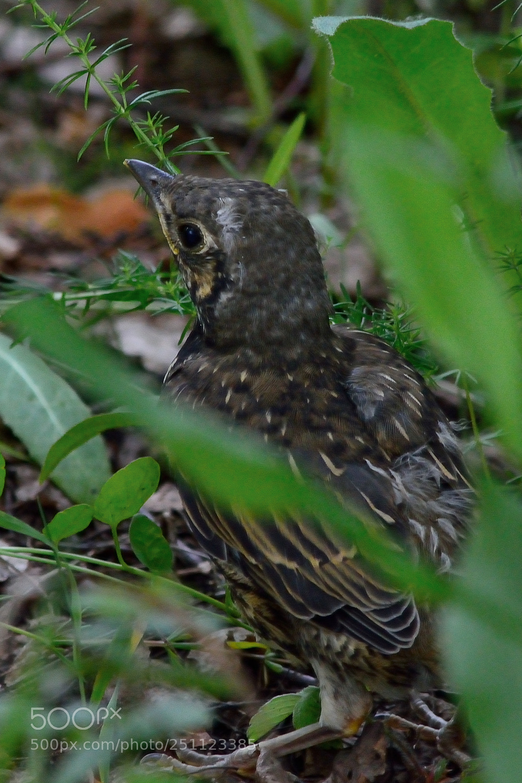 Nikon D5200 sample photo. Bird photography