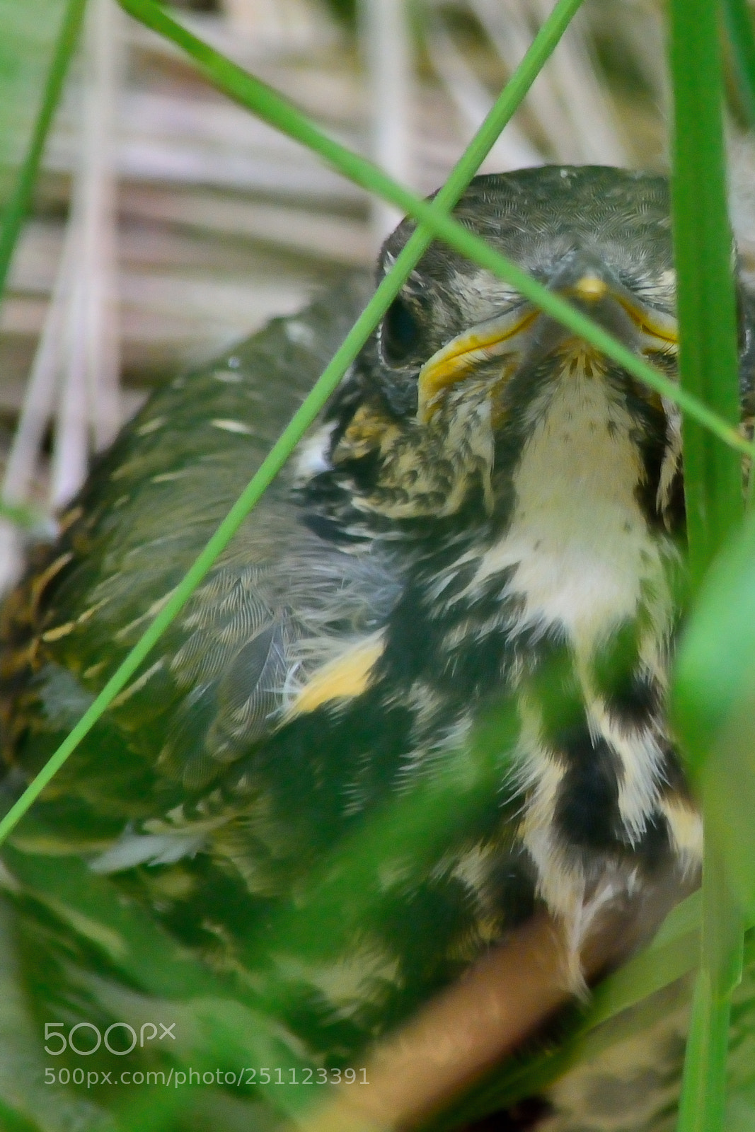 Nikon D5200 sample photo. Bird photography
