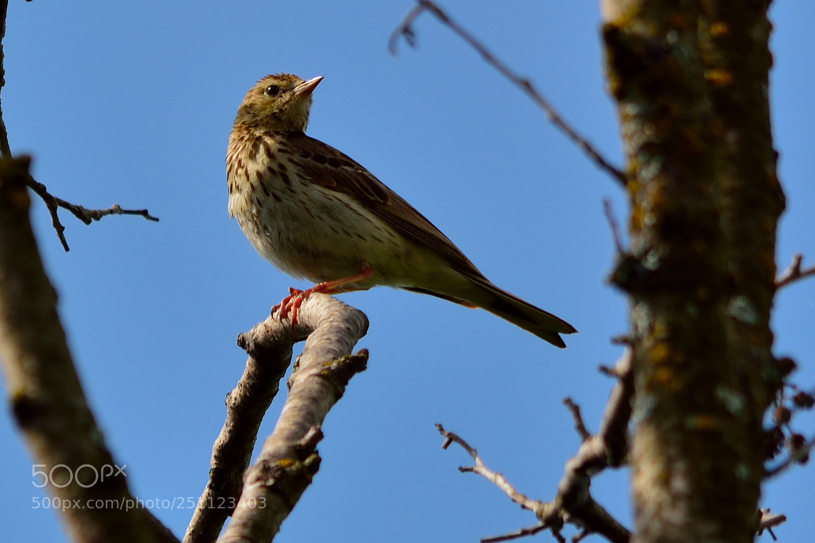 Nikon D5200 sample photo. Bird photography