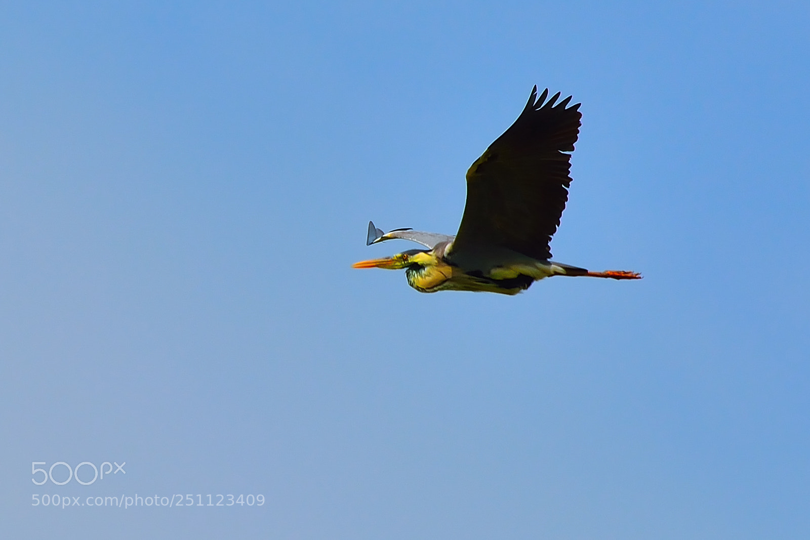 Nikon D5200 sample photo. Bird photography